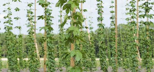 Biologisch bier